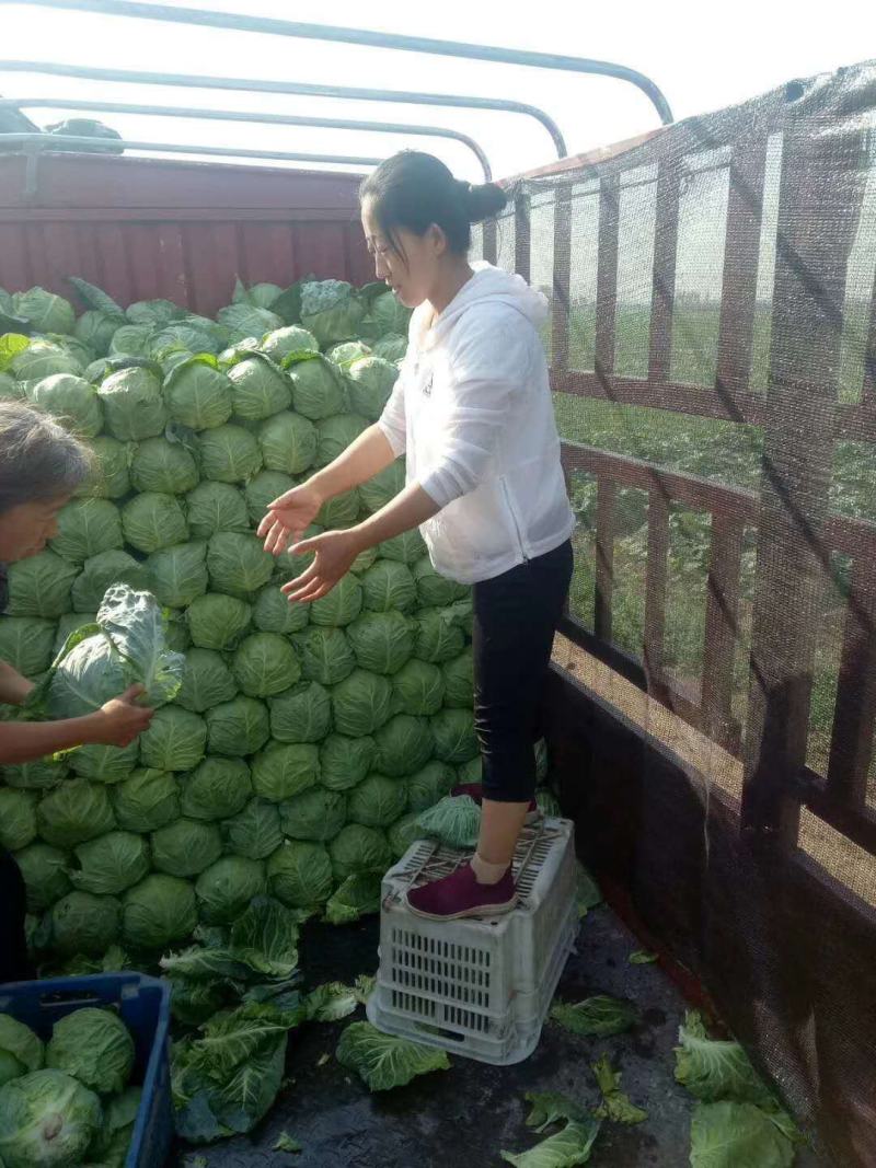甘蓝圆包菜（袋装，散装）1.5～3斤左右产地直发
