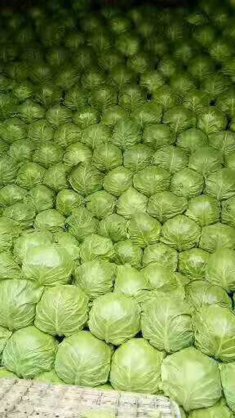 甘蓝圆包菜（袋装散装）量大，价格从优