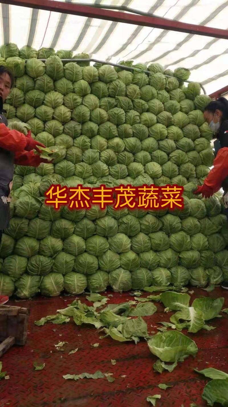 甘蓝圆包菜（袋装，散装）1.5～3斤左右产地直发
