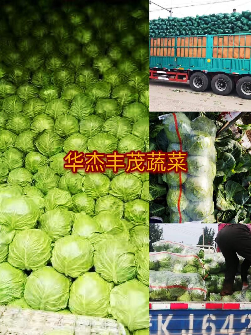 山西新鲜甘蓝2斤左右产地批发大量上市价格从优