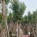 供应：青枫（五角枫）米径10-12公分