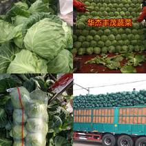 甘蓝，绿甘蓝，圆包菜1.5～3斤，产地供应直发