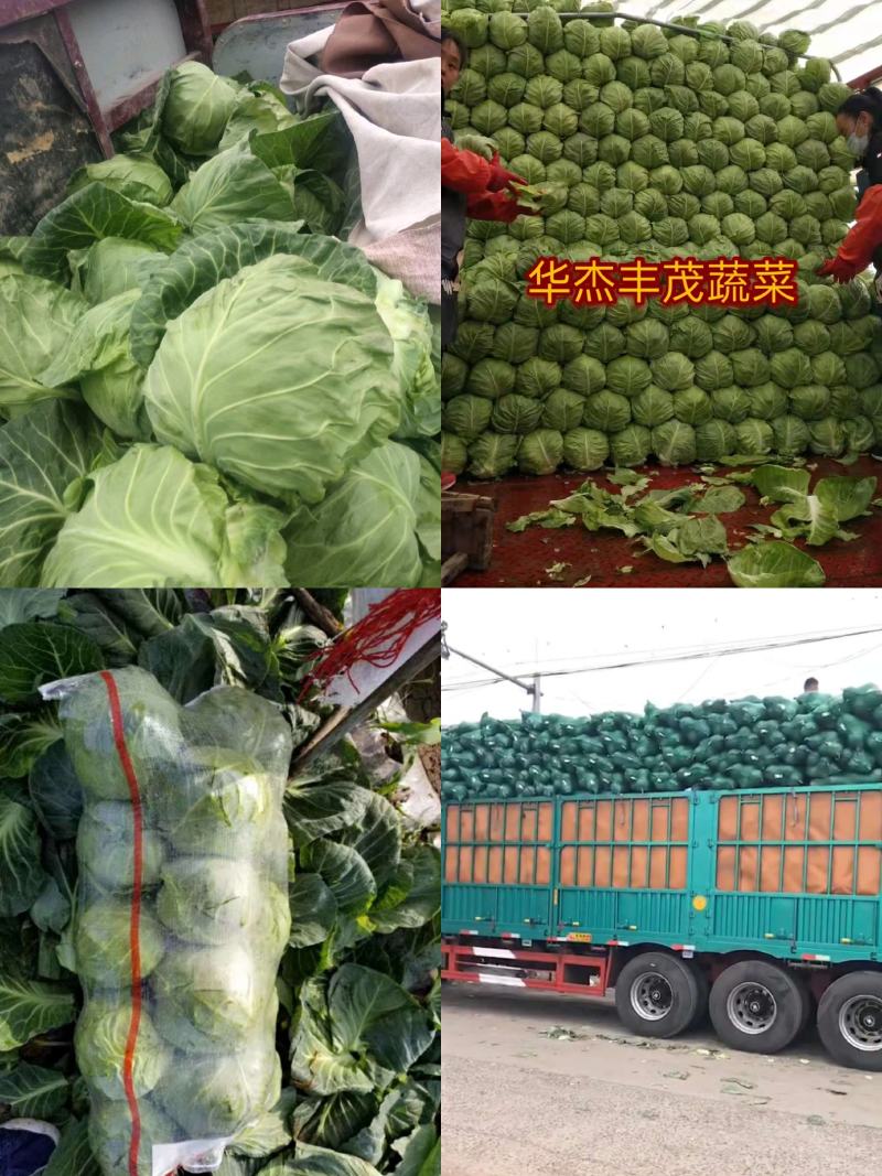 甘蓝，绿甘蓝，圆包菜1.5～3斤，产地供应直发