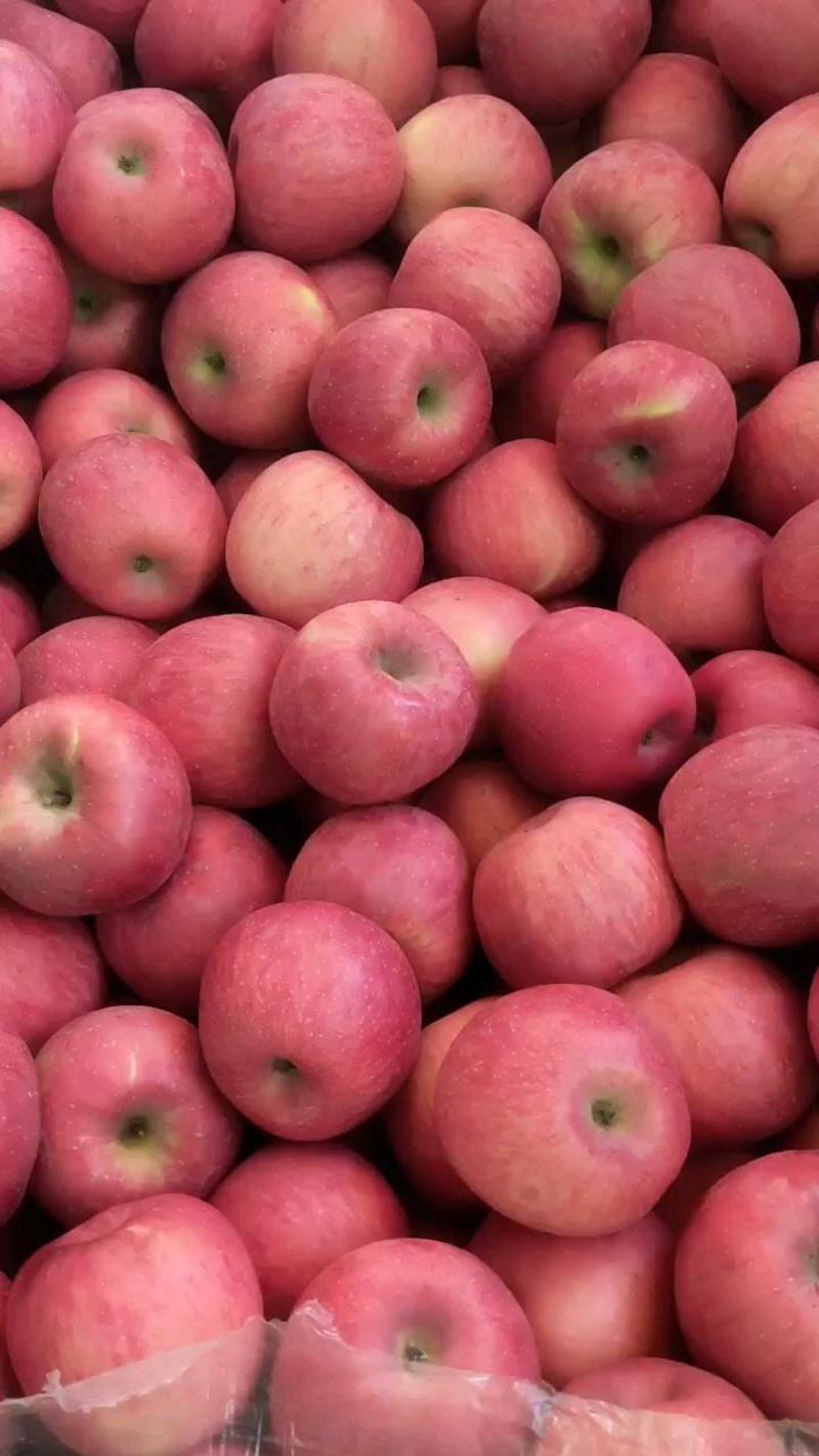 洛川苹果陕西苹果冰糖心红富士冷库地面新鲜苹果代办一手货源
