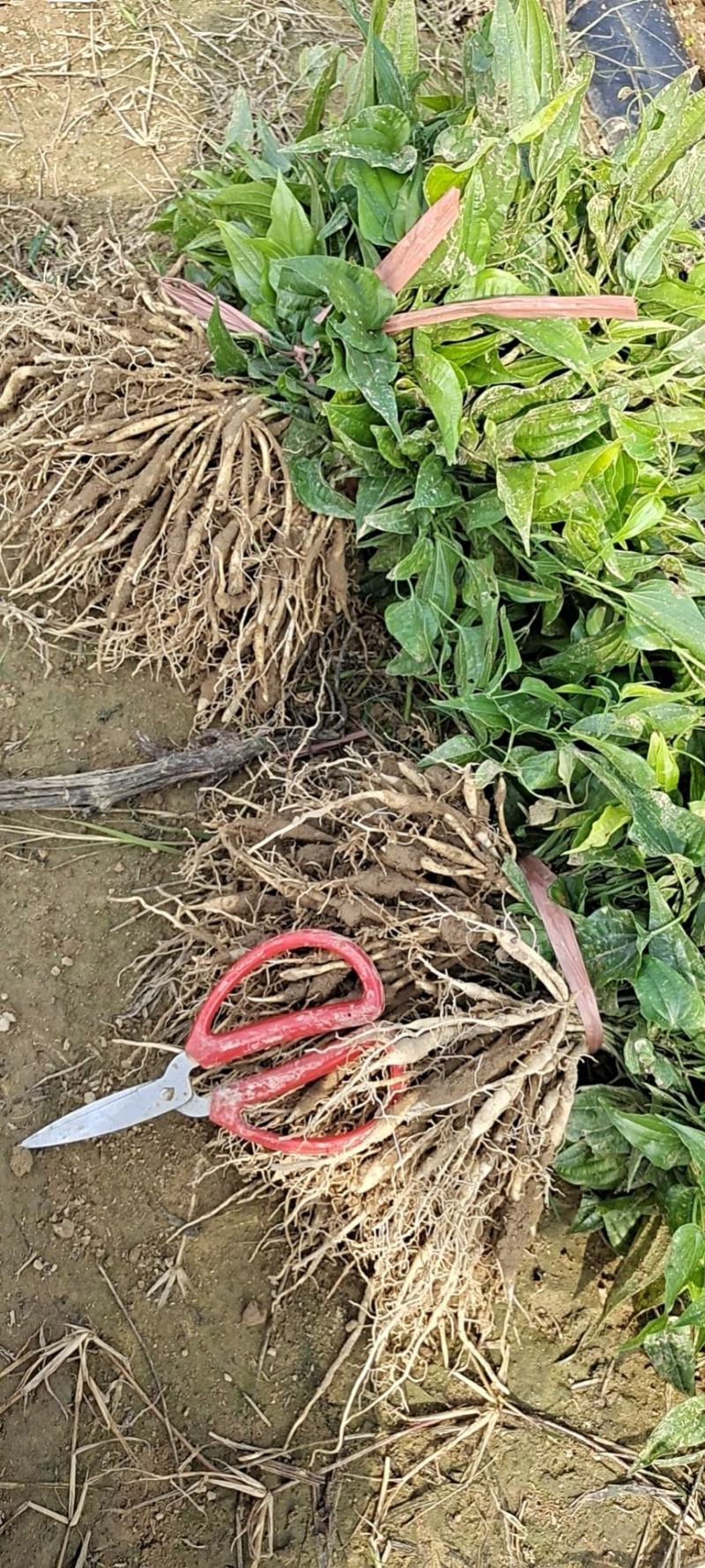 大量供应，红花，紫花，白花百部苗