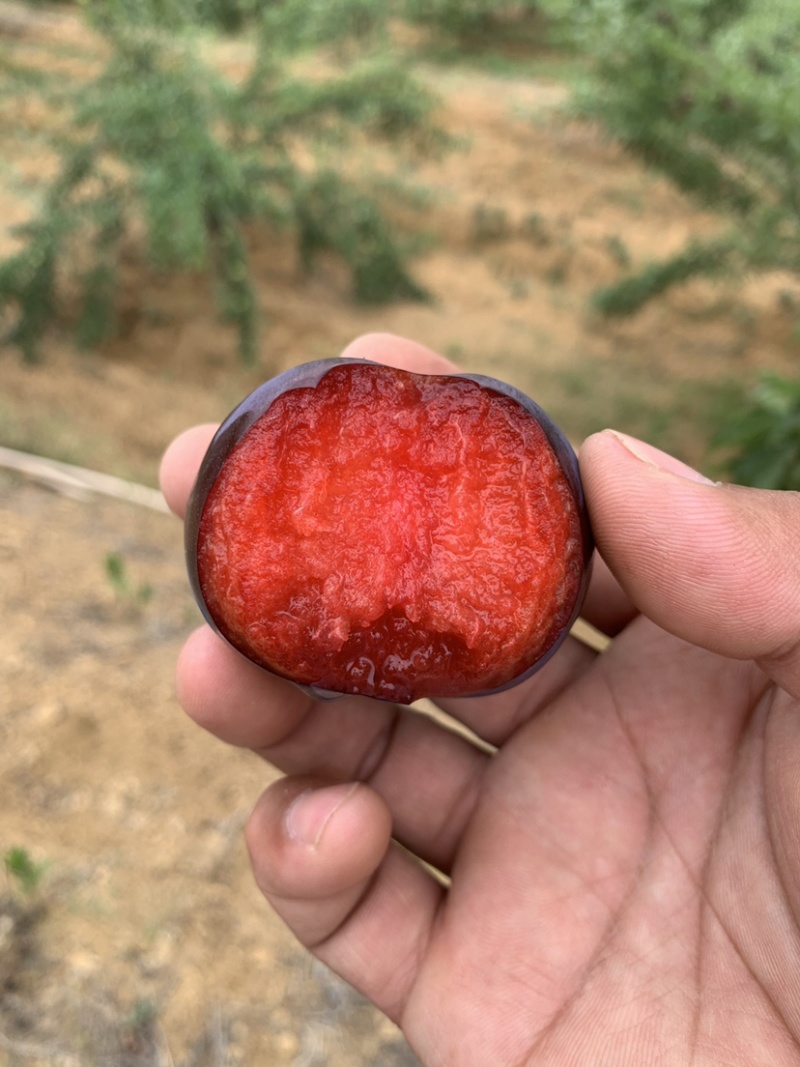 风味玫瑰李子即将大量上市，有需要的客商抓紧联系