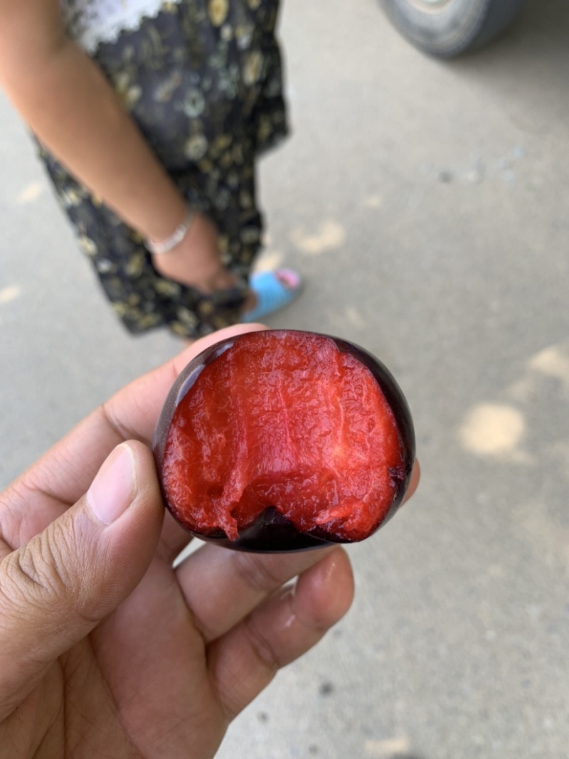 风味玫瑰李子即将大量上市，有需要的客商抓紧联系