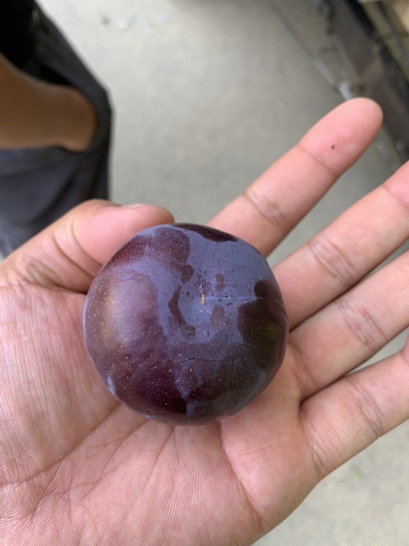 风味玫瑰李子即将大量上市，有需要的客商抓紧联系