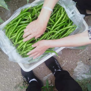精品线椒条形好外观亮丽产地直供代办代发全国欢迎老板来采购