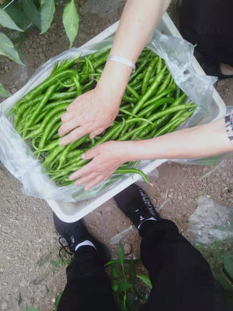 精品线椒条形好外观亮丽产地直供代办代发全国欢迎老板来采购