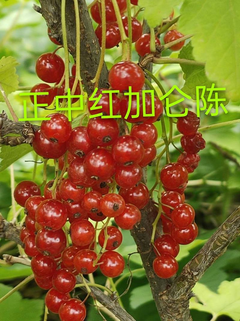 批发红加仑苗，当年栽苗当年挂果，产量高品种纯正果个大品种