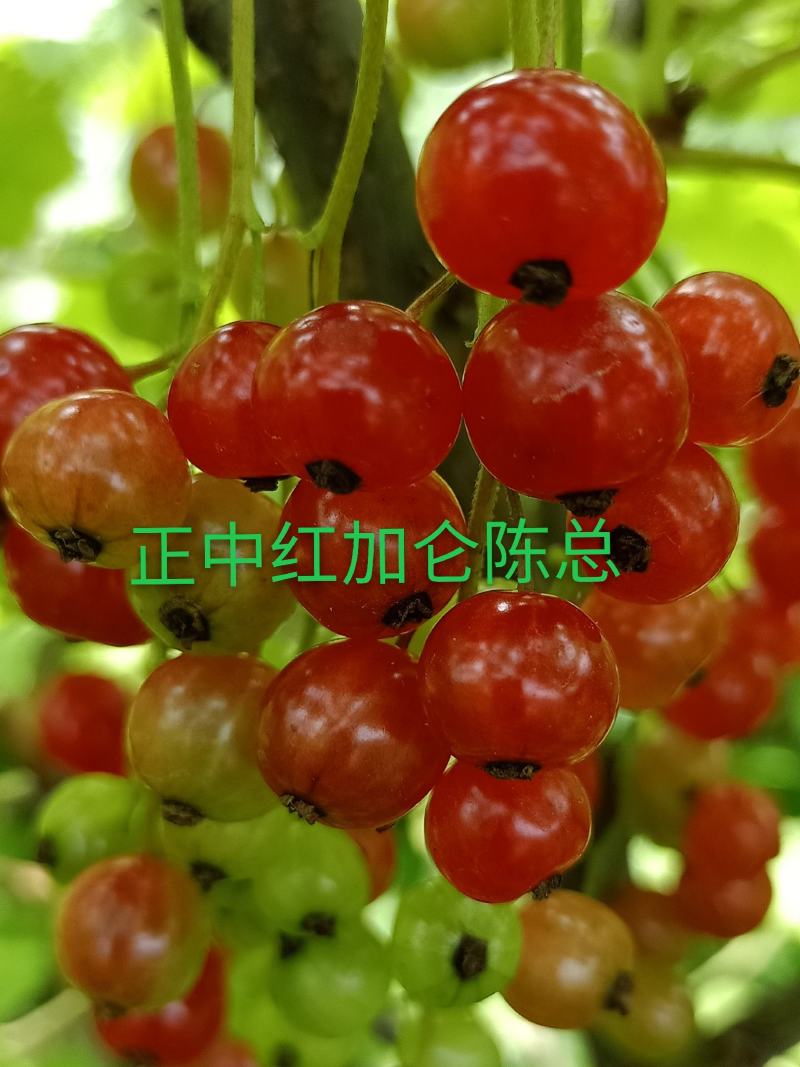 批发红加仑苗，当年栽苗当年挂果，产量高品种纯正果个大品种