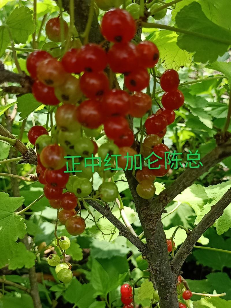 批发红加仑苗，当年栽苗当年挂果，产量高品种纯正果个大品种