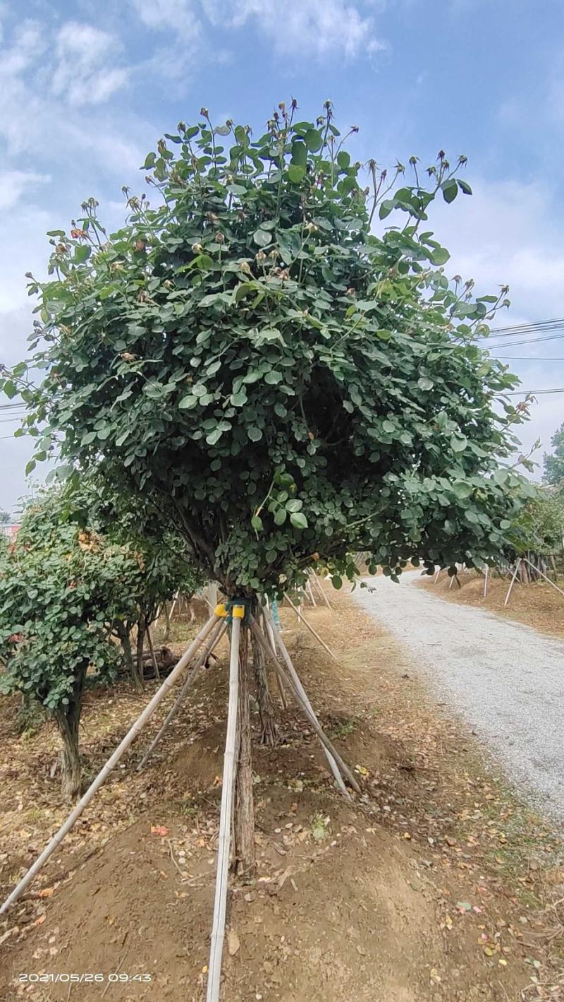 河南大量供应精品2--10公分树桩独杆月季