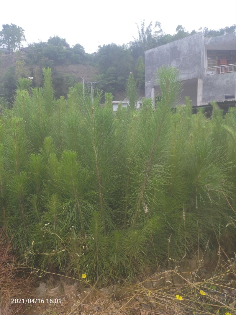 云南松苗，又名本地松长毛松，营养袋土球苗，基地直供，