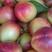 河南油桃，曙光黄肉油桃，产地直供支持电商发货量大果优