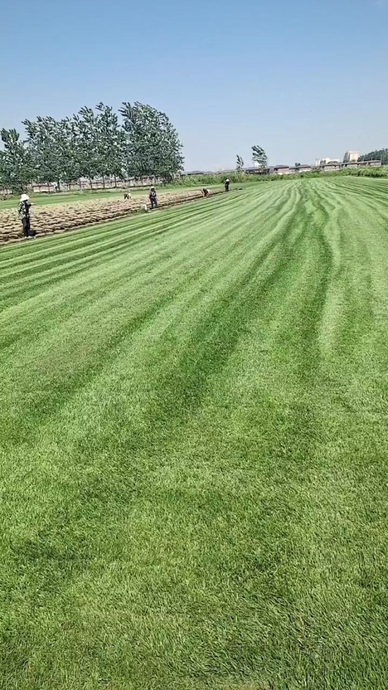 四季青草坪初夏批发上市，保质保量，整车批发，零发亦可