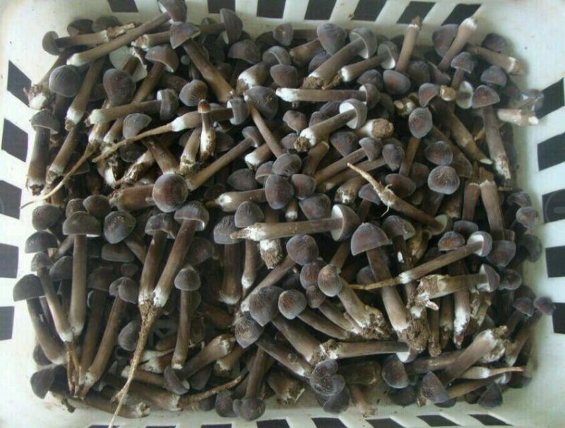 黑皮鸡枞菌包黑皮鸡枞菌包黑皮鸡枞菌棒黑皮鸡枞菌种