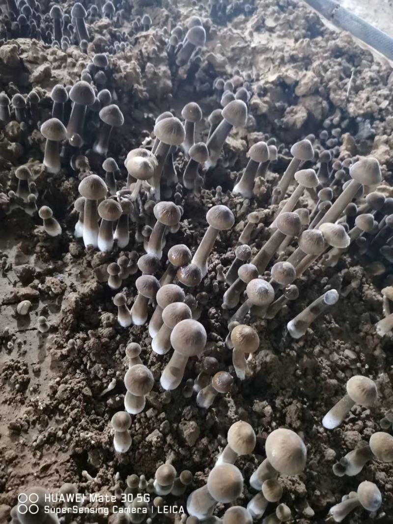 黑皮鸡枞菌包黑皮鸡枞菌包黑皮鸡枞菌棒黑皮鸡枞菌种
