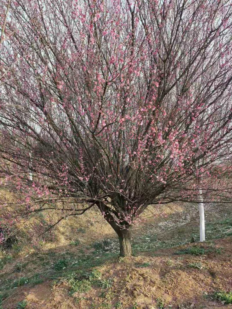 河南大量供应精品8--18公分原生骨红梅