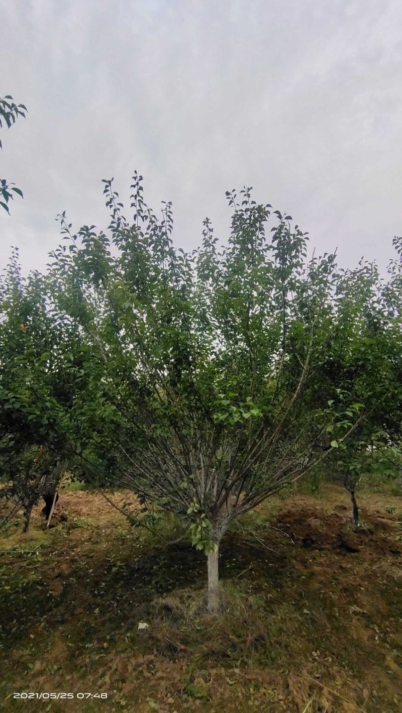 河南大量供应精品8--18公分原生骨红梅