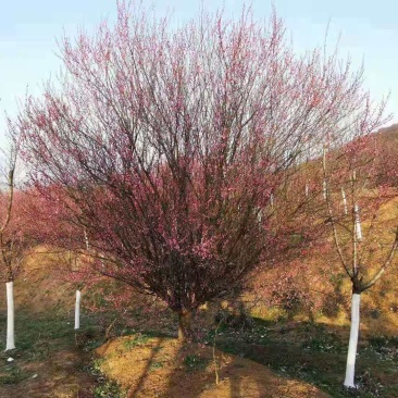 河南大量供应精品8--18公分原生骨红梅