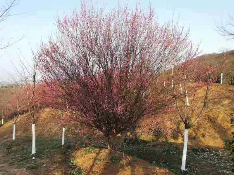 河南大量供应精品8--18公分原生骨红梅