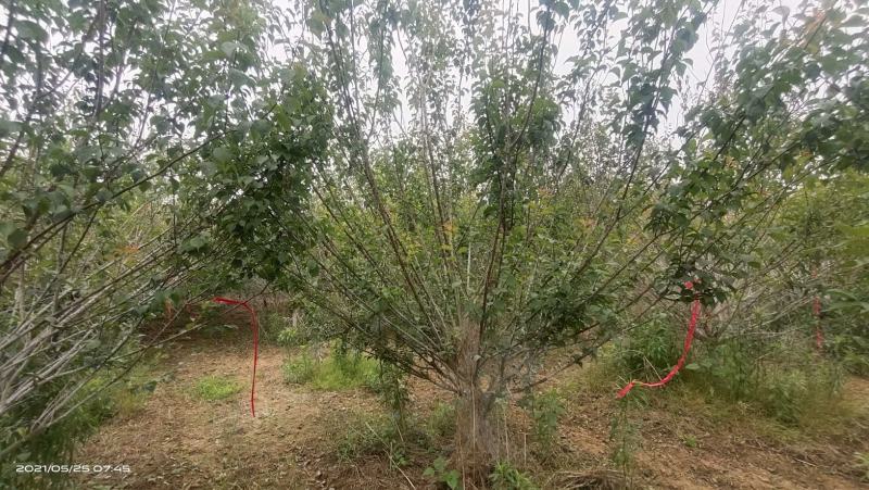 河南大量供应精品8--18公分原生骨红梅
