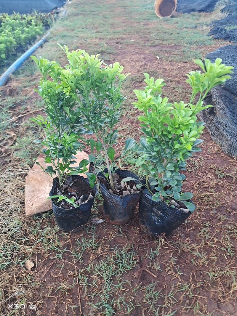 新一批a货米兰大量上市20公分至25，好货不多了哦