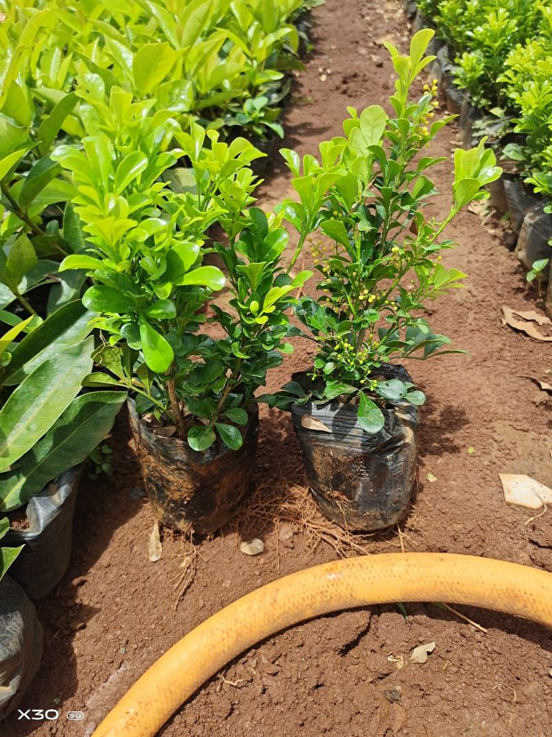 新一批a货米兰大量上市20公分至25，好货不多了哦