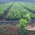 新一批a货米兰大量上市20公分至25，好货不多了哦