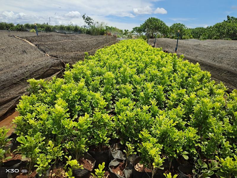 新一批a货米兰大量上市20公分至25，好货不多了哦