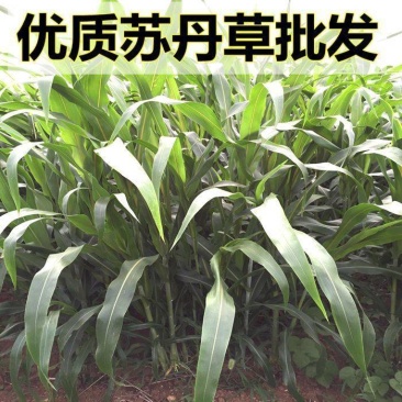 进口高产阔叶苏丹草种子鱼草种子四季养殖牧草种子猪牛羊鱼渔