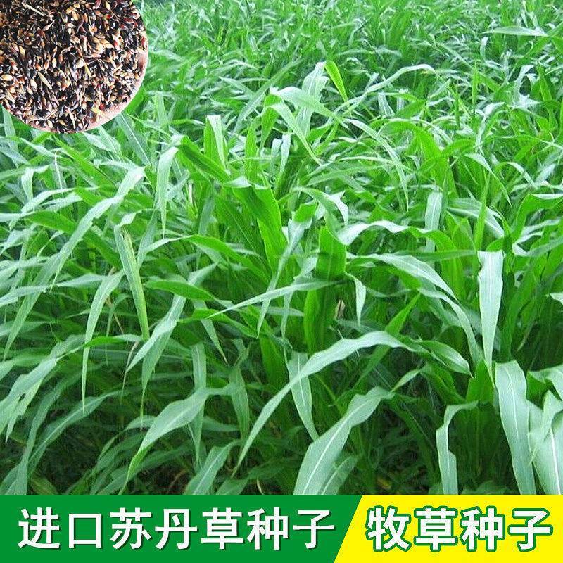 进口高产阔叶苏丹草种子鱼草种子四季养殖牧草种子猪牛羊鱼渔