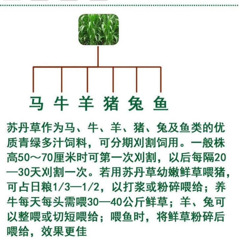 进口高产阔叶苏丹草种子鱼草种子四季养殖牧草种子猪牛羊鱼渔
