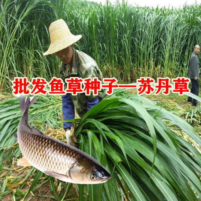 进口高产阔叶苏丹草种子鱼草种子四季养殖牧草种子猪牛羊鱼渔