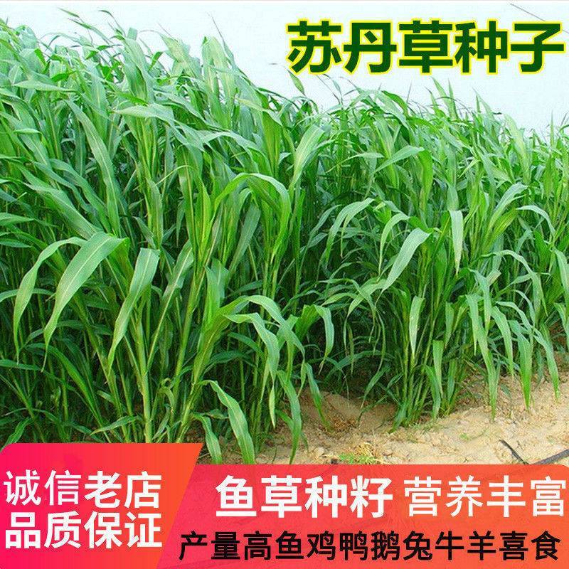 进口高产阔叶苏丹草种子鱼草种子四季养殖牧草种子猪牛羊鱼渔