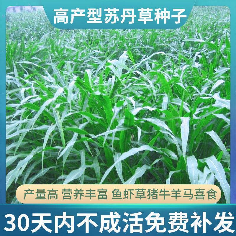 进口高产阔叶苏丹草种子鱼草种子四季养殖牧草种子猪牛羊鱼渔