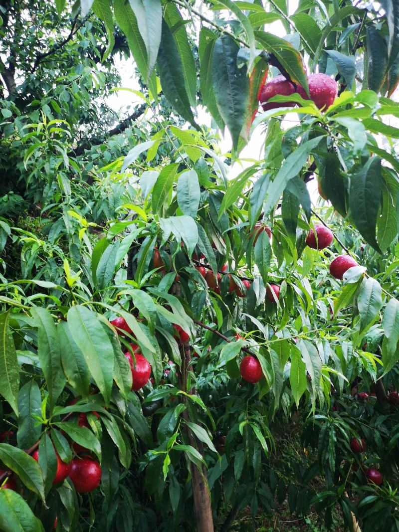 眉山黄心油桃中油四号