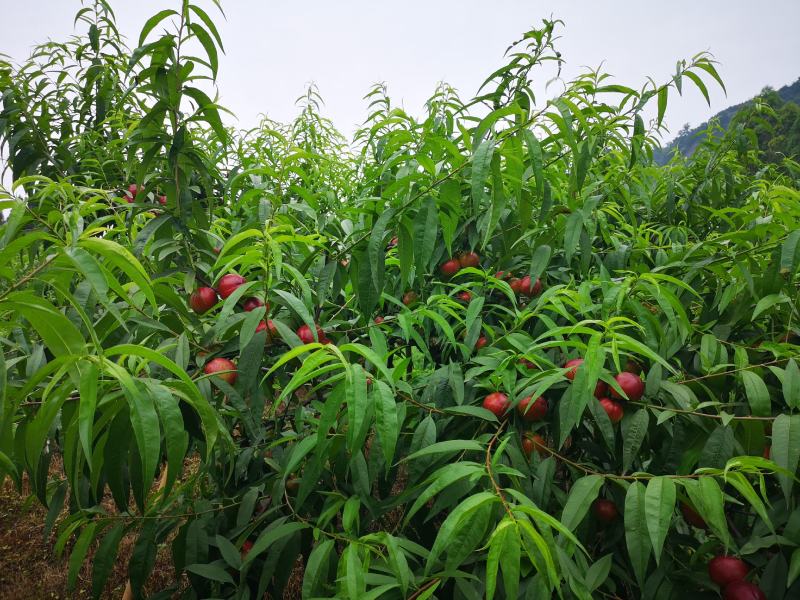 眉山黄心油桃中油四号
