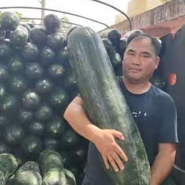 广西黑皮冬瓜，吊冬瓜，产地直销，质量保证！有便宜回头车！