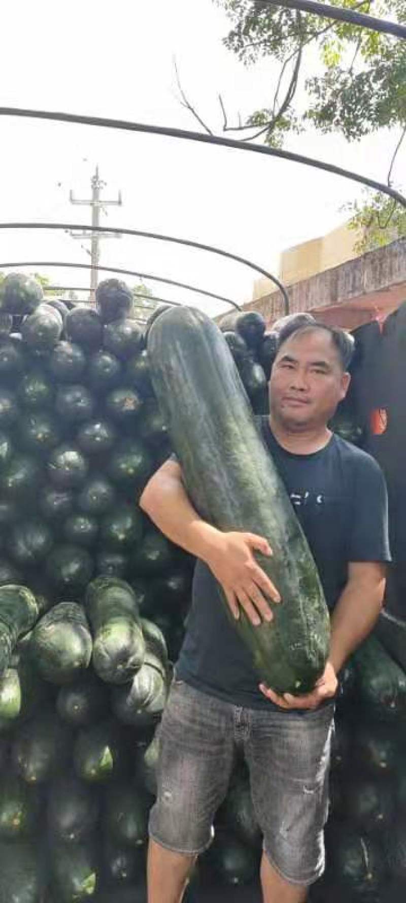 广西黑皮冬瓜，吊冬瓜，产地直销，质量保证！有便宜回头车！