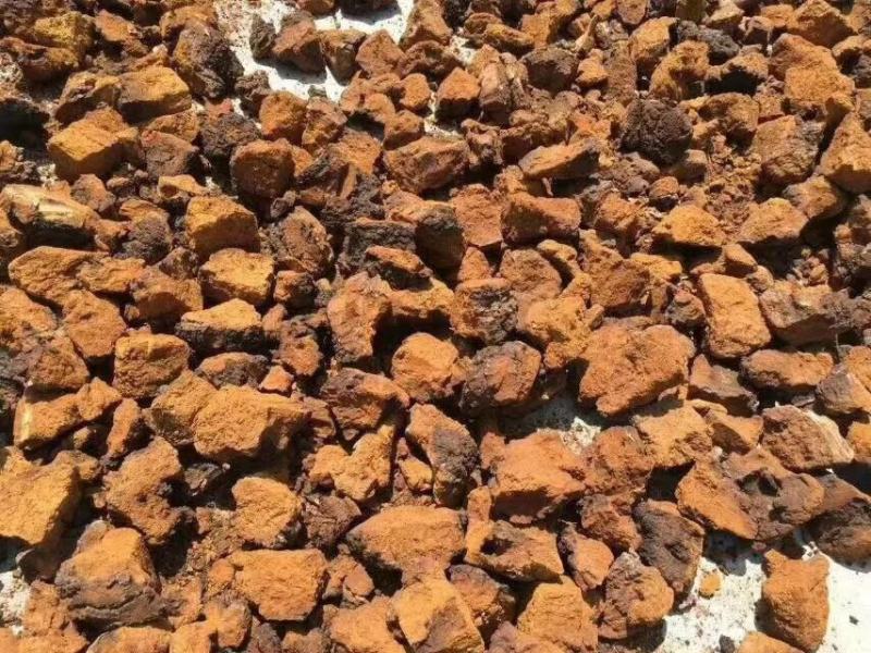 野生桦树茸野生桦树茸颗粒野生桦褐孔菌小粒块整块包邮
