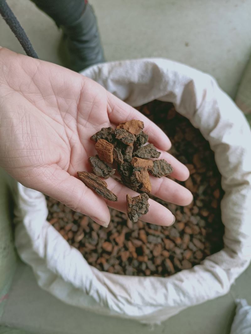 野生桦树茸野生桦树茸颗粒野生桦褐孔菌小粒块整块包邮