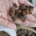 野生桦树茸野生桦树茸颗粒野生桦褐孔菌小粒块整块包邮