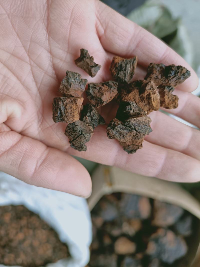 野生桦树茸野生桦树茸颗粒野生桦褐孔菌小粒块整块包邮