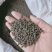 野生桦树茸野生桦树茸颗粒野生桦褐孔菌小粒块整块包邮