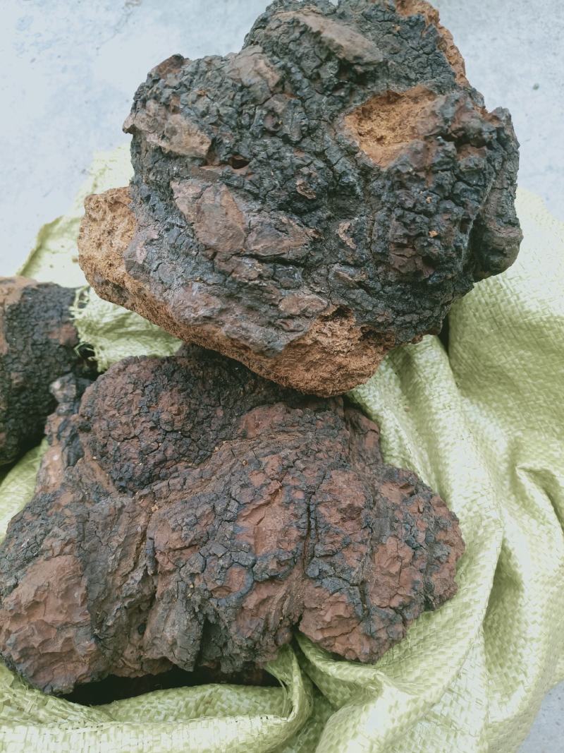 野生桦树茸野生桦树茸颗粒野生桦褐孔菌小粒块整块包邮