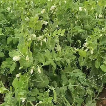 豌豆大量上市了，适合各大市场加工厂的货，备有大型冷库！