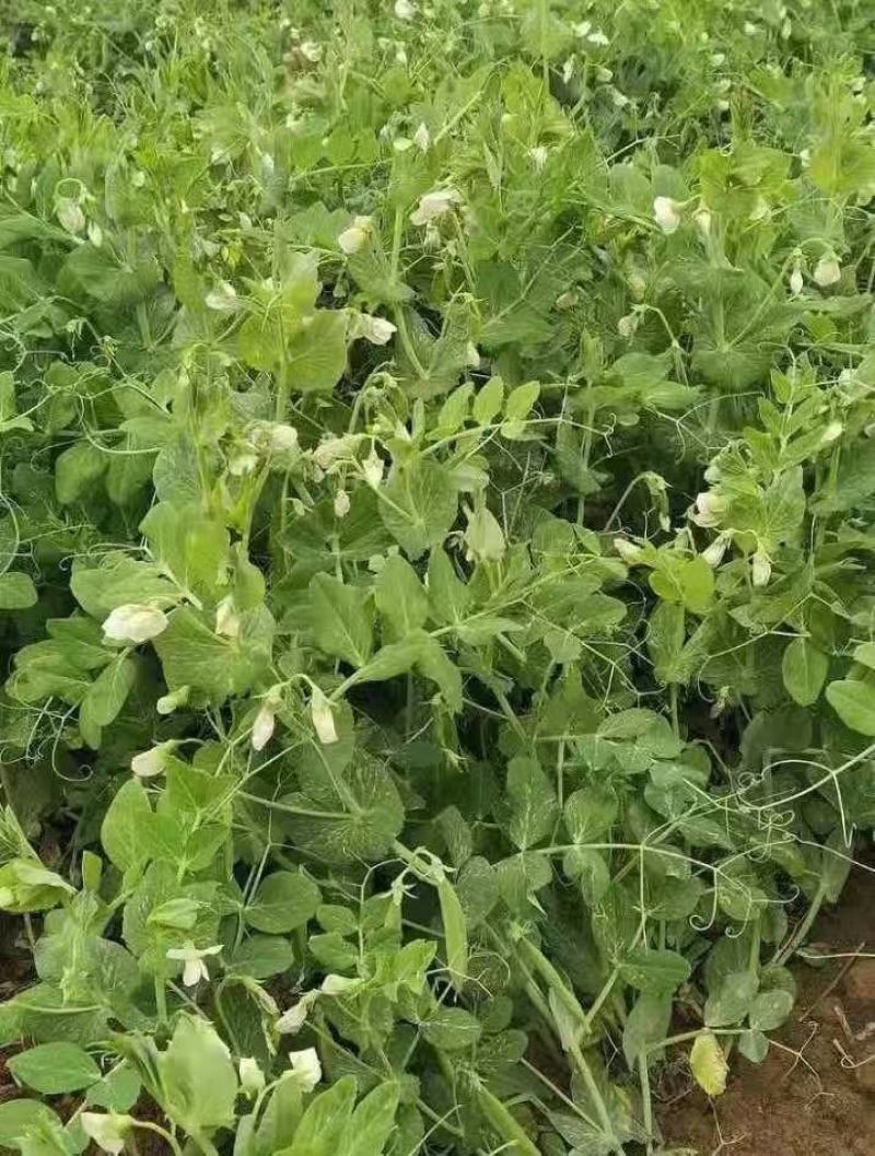 豌豆大量上市了，适合各大市场加工厂的货，备有大型冷库！